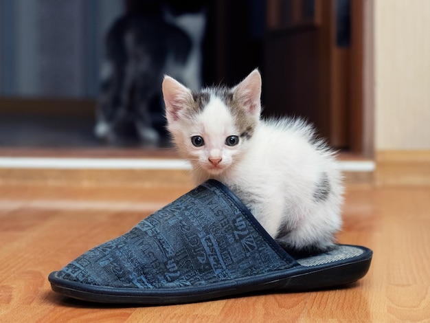Un pequeño gatito está jugando en la habitación con una zapatilla Gatito juguetón