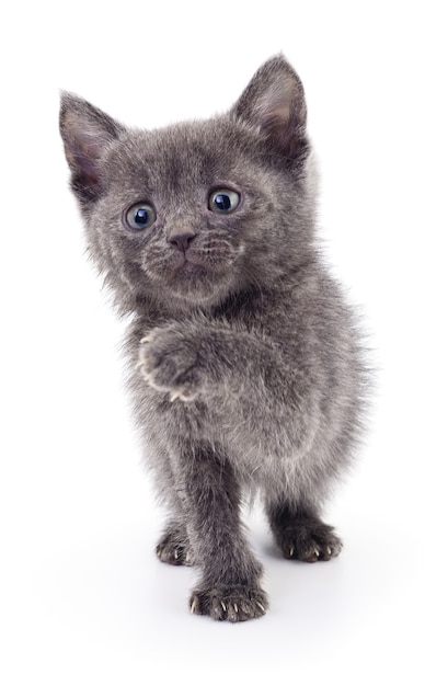 Pequeño gatito gris aislado en blanco