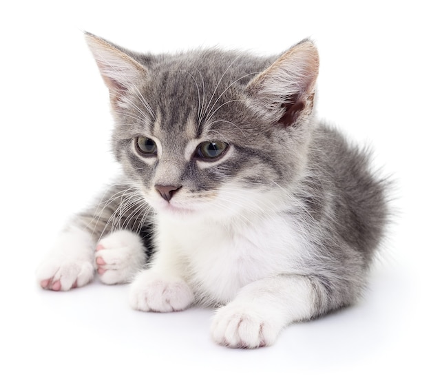 Pequeño gatito gris aislado sobre fondo blanco.