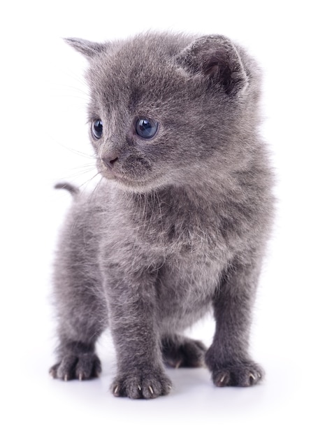 Pequeño gatito gris aislado