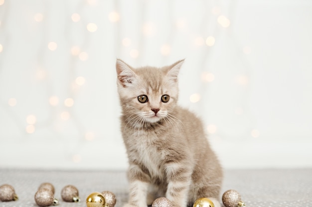 Pequeño gatito gris atigrado. escocés heterosexual. Bolas de luz y Navidad