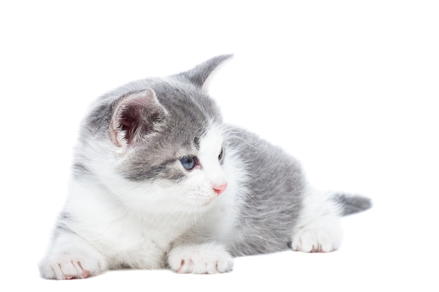 Pequeño gatito gris y blanco sobre un fondo blanco.