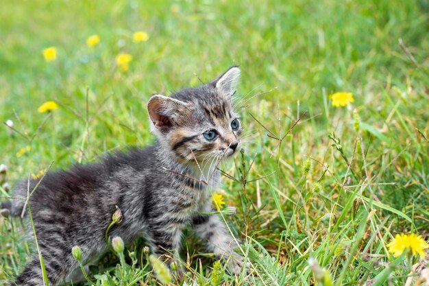 Un pequeño gatito gris en un césped verde con diente de león amarillo en un día de verano