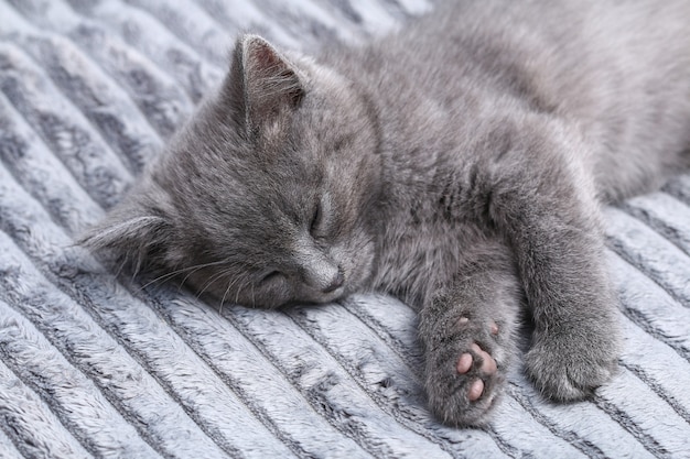 Un pequeño gatito gris se duerme después de juegos activos gato durmiendo