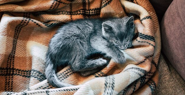 Un pequeño gatito gris duerme sobre una manta de lana. Inflamación del tercer párpado en gatos.