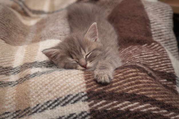 Un pequeño gatito gris duerme sobre un plaid. Gatito se estiró largo rato.