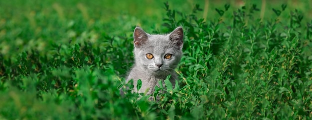 Pequeño gatito gris esponjoso lindo gatito al aire libre primeros pasosx9