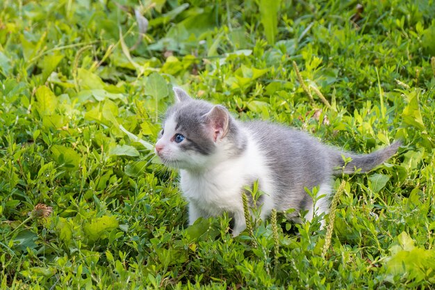 Pequeño gatito gris esponjoso lindo en la hierba verde en un día de verano. Retrato de un gatito en la naturaleza.