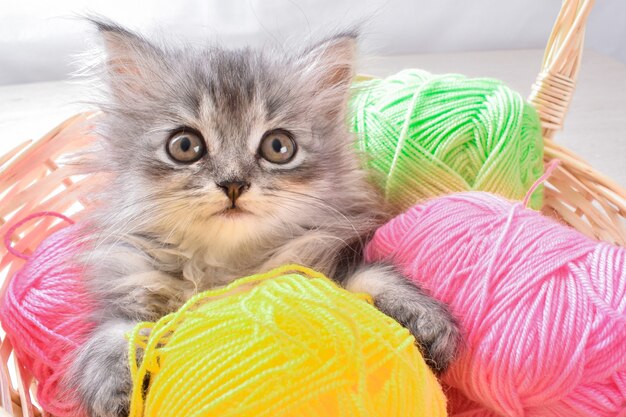 Un pequeño gatito gris está acostado en una canasta con globos de colores sobre un fondo gris.