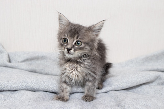 Un pequeño gatito gris está parado sobre una manta gris.