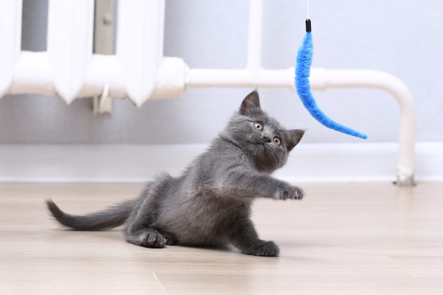 Un pequeño gatito gris juega con juguetes en una caña de pescar juguetes para gatos