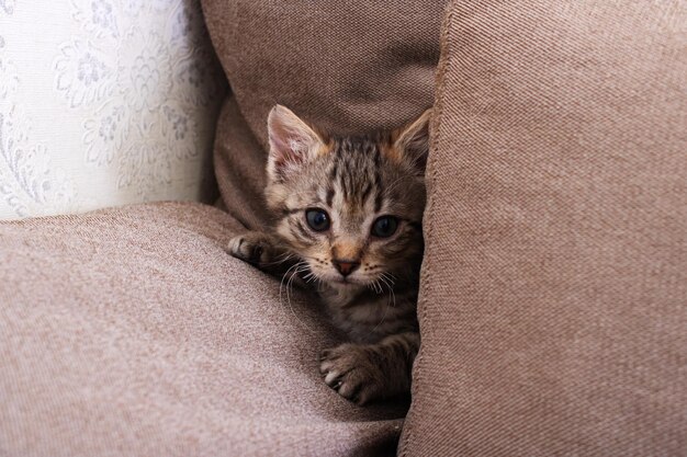 Pequeño gatito gris jugando en el sofá