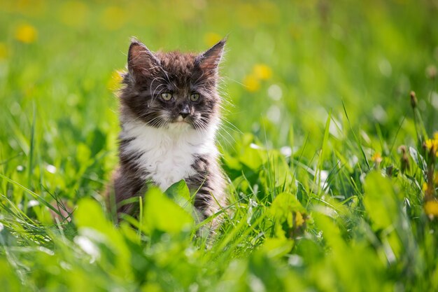 Pequeño gatito gris juguetón mullido de Maine Coon con pecho blanco está caminando sobre la hierba verde.