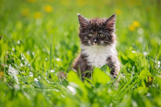 Pequeño gatito gris juguetón mullido de Maine Coon con un pecho blanco está caminando sobre la hierba verde.