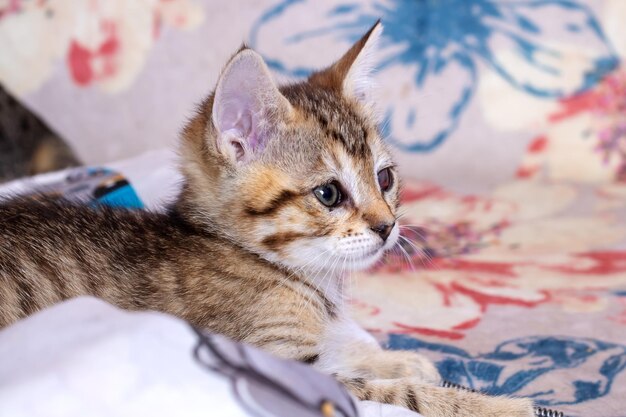 Pequeño gatito gris con un ojo dolorido