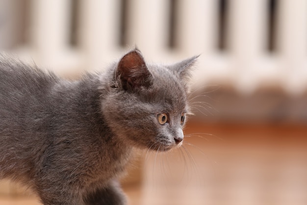 Pequeño gatito gris con ojos amarillos de pelo largo lindo un gato