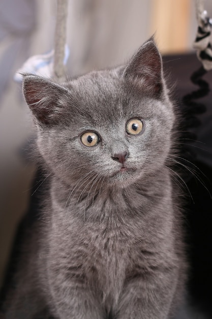 Pequeño gatito gris con ojos amarillos de pelo largo lindo un gato