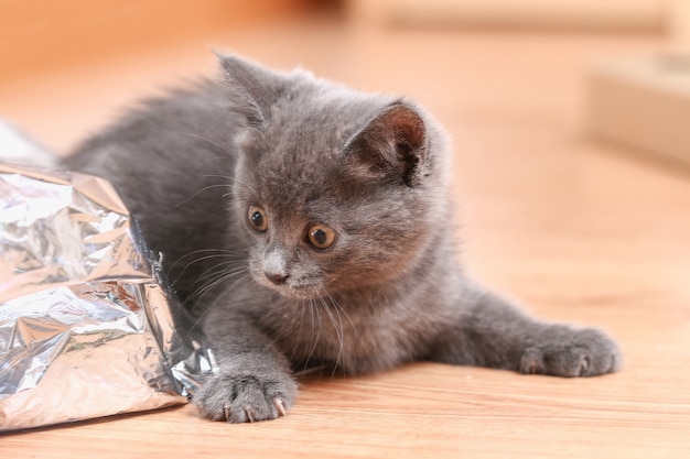 Pequeño gatito gris con ojos amarillos de pelo largo lindo un gato