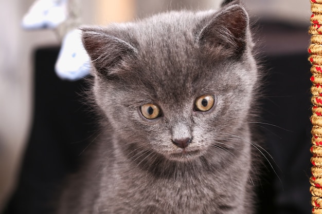 Pequeño gatito gris con ojos amarillos de pelo largo lindo un gato