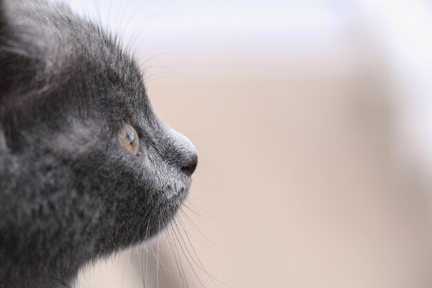 Pequeño gatito gris con ojos amarillos de pelo largo lindo un gato