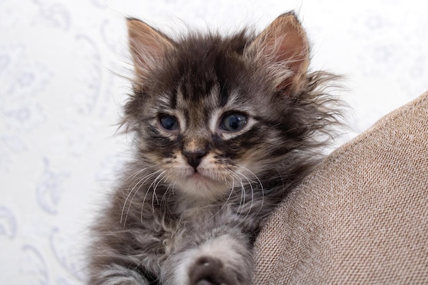 Pequeño gatito gris con ojos doloridos de cerca