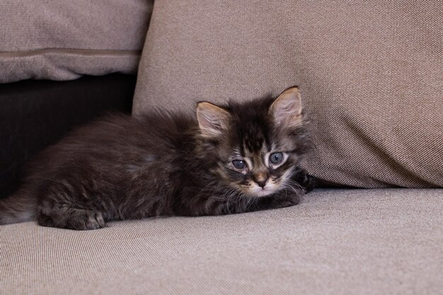 Pequeño gatito gris con ojos doloridos de cerca