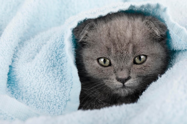 pequeño gatito gris scottish fold en una manta azul