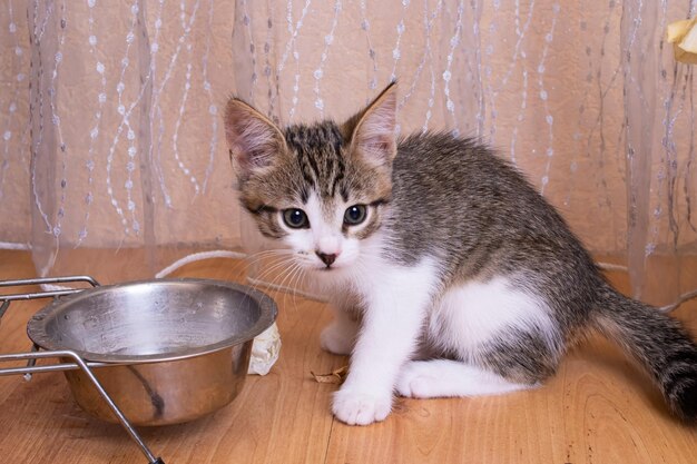 Un pequeño gatito gris se sienta junto a un cuenco.