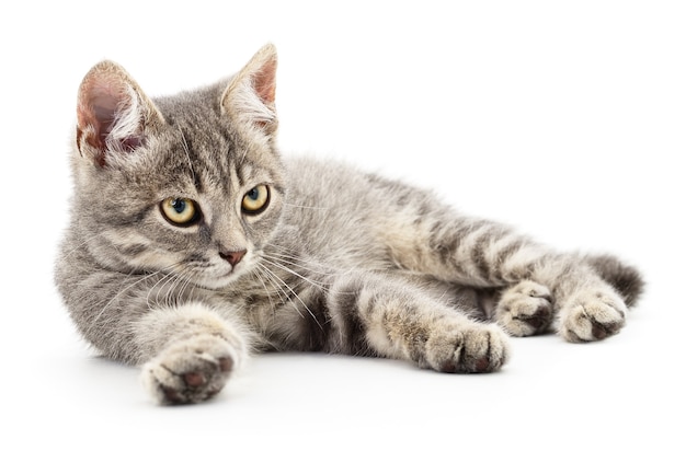 Pequeño gatito gris sobre blanco