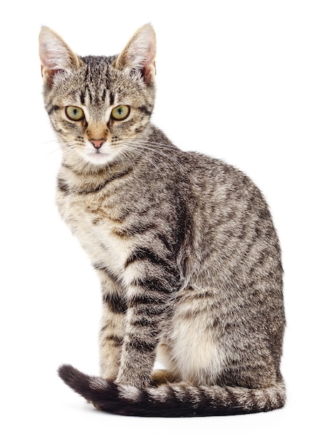 Foto pequeño gatito gris sobre blanco