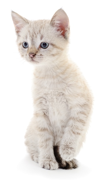 Foto pequeño gatito gris sobre un fondo blanco.