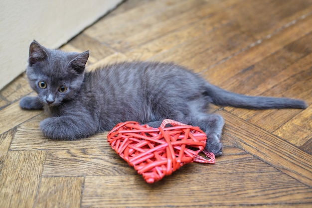 Pequeño gatito gris tirado en el suelo junto a un corazón decorativo