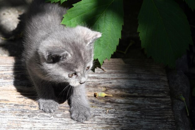 Un pequeño gatito gris yace en el patio al sol.