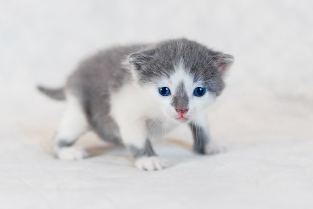 Pequeño gatito en la habitación sobre un fondo claro