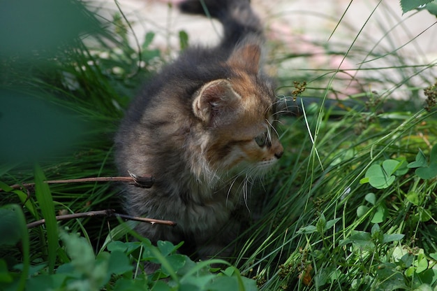 Pequeño gatito hermoso se sienta en la hierba verde en el jardín