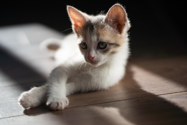 Un pequeño gatito con hermosos ojos ha cruzado las patas y yace tranquilamente en el suelo. Los rayos de sol que entran por la ventana se enfrentan a su suave pelaje.