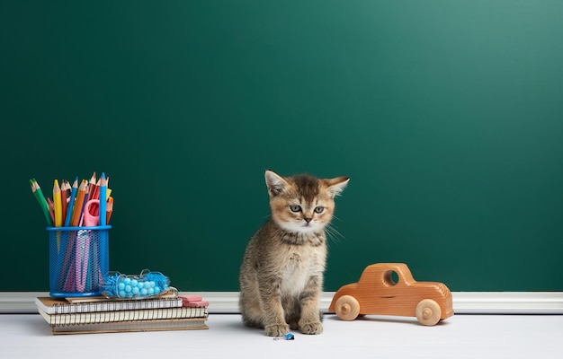 Un pequeño gatito heterosexual escocés en el fondo de una pizarra escolar verde Regreso a la escuela