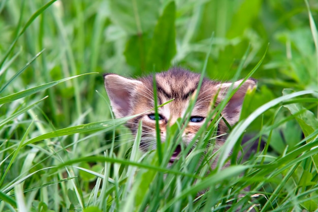 Pequeño gatito en la hierba