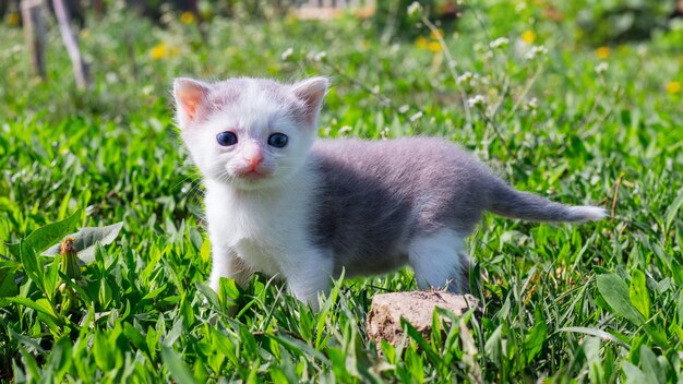 Pequeño gatito en el jardín entre la hierba verde