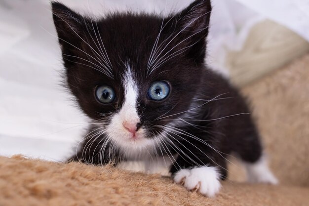 Un pequeño gatito juega con un rascador