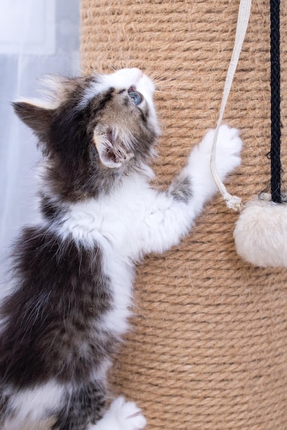 Foto un pequeño gatito juega con un rascador