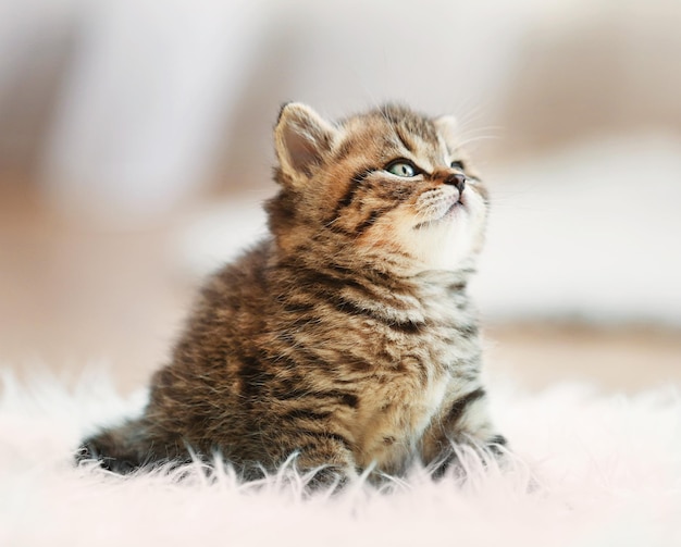 Pequeño gatito lindo en la alfombra