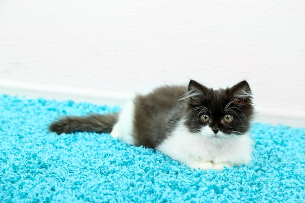 Pequeño gatito lindo en la alfombra