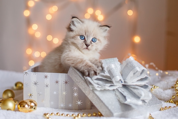 Pequeño gatito lindo en una caja de regalo en la decoración navideña