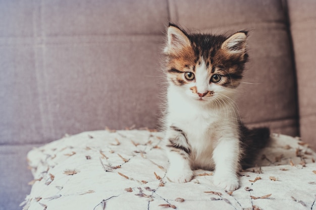 Pequeño gatito lindo y esponjoso se sienta en el sofá