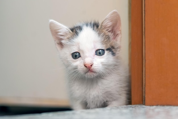 Un pequeño gatito lindo en la habitación se asoma por la puerta