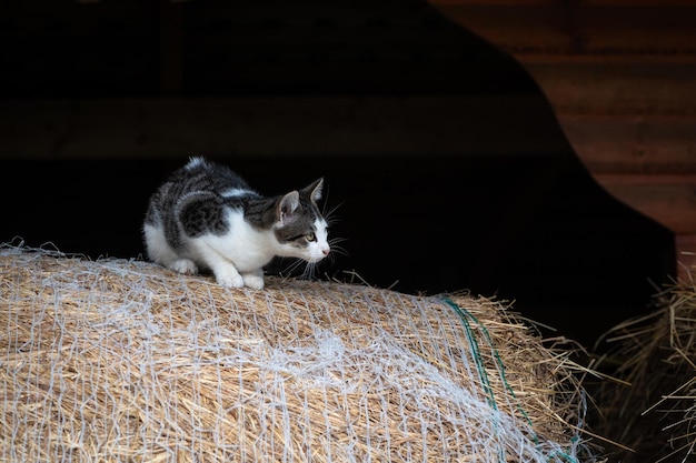Pequeño gatito lindo joven en la granja. Gatito blanco y negro está esperando para jugar