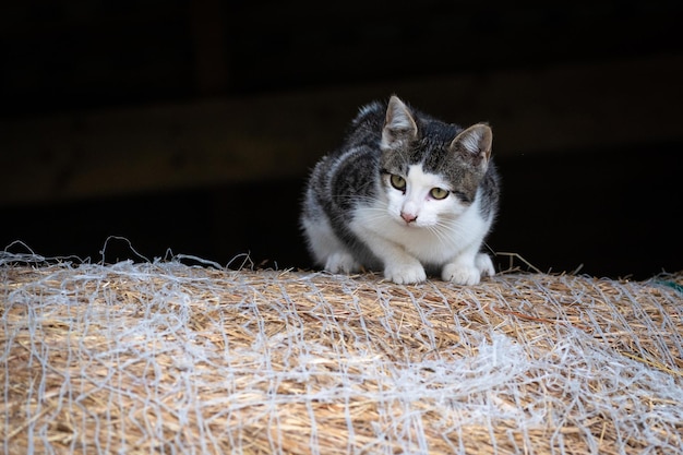 Pequeño gatito lindo joven en la granja. Gatito blanco y negro está esperando para jugar