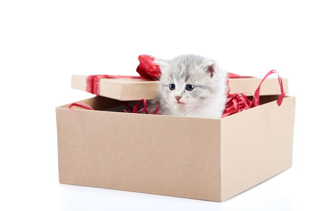 Pequeño gatito lindo mullido gris que se sienta dentro de la caja de cartón con la caja roja del cumpleaños en el top.