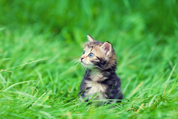 Pequeño gatito lindo que camina en la hierba